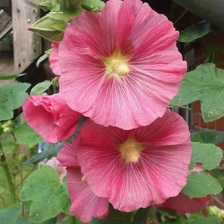 Alter Dorfkrug 2 * Kronsgaard